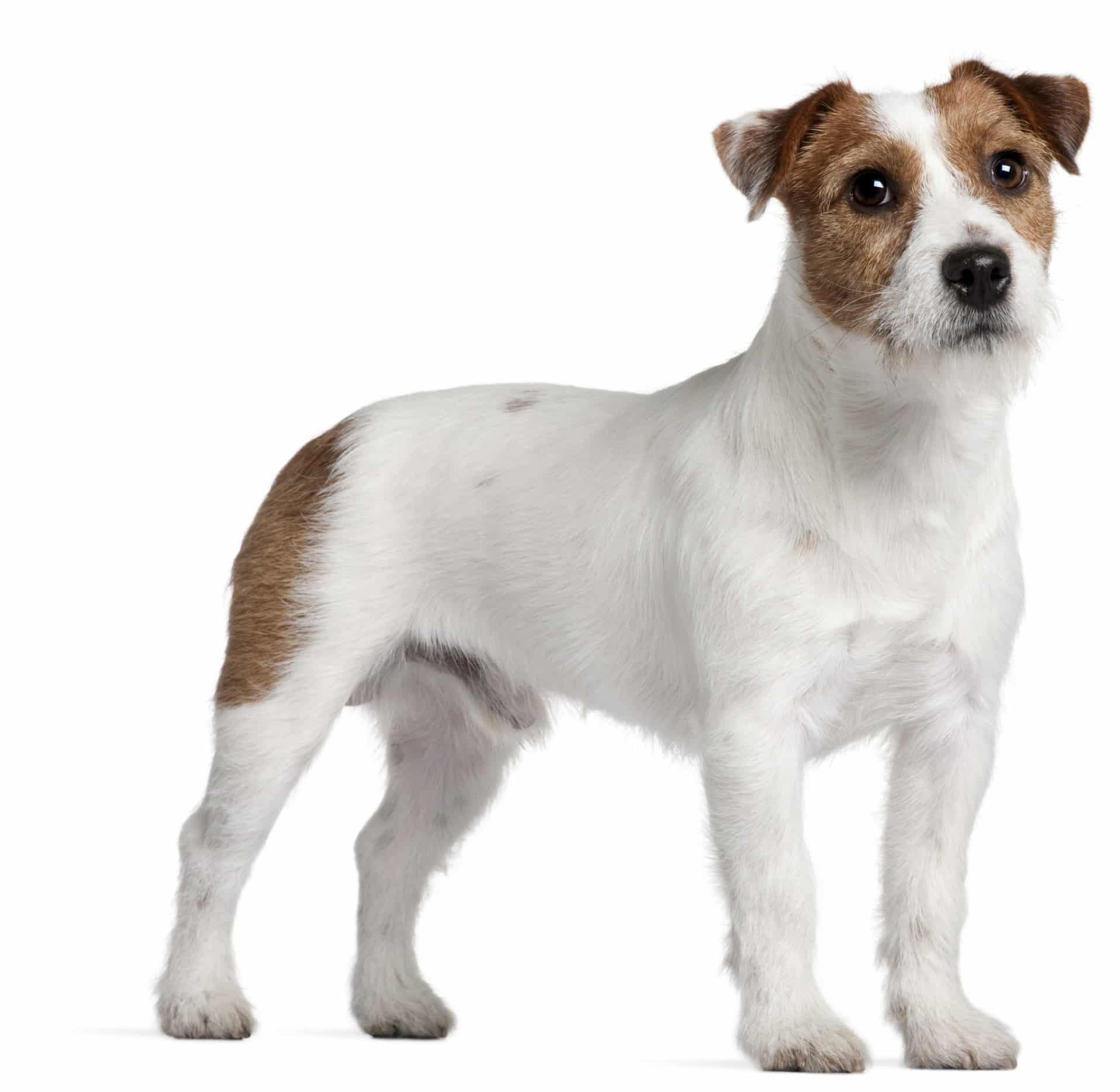 Jack Russel Terrier - Vi med Hund