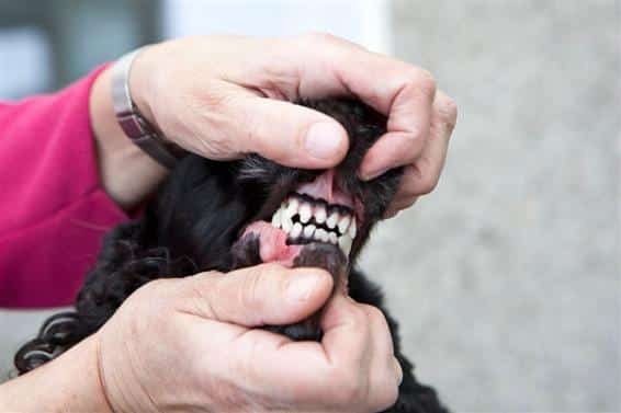 Kedelig Eastern korruption Mange hunde har dårlige tænder - Læs mere om dårlig mundhygiejne her