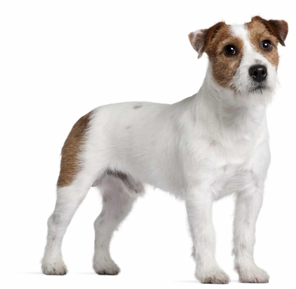 Jack Russel Terrier - En intelligent og lærerig der god til jagt