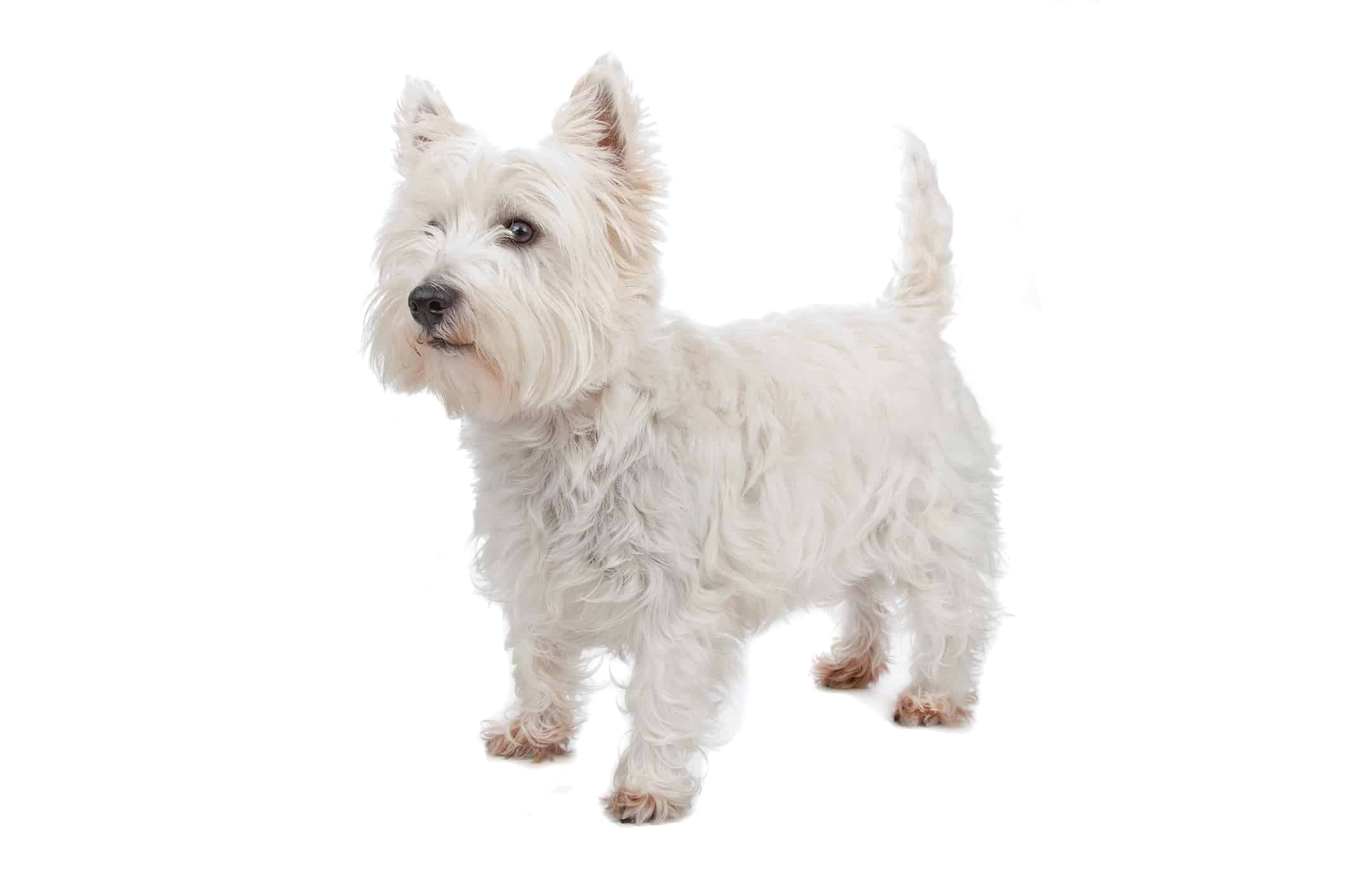 West highland white terrier På udkig efter en lille familiehund?