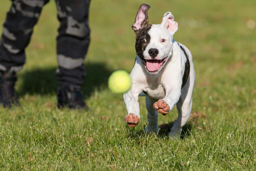 Amerikansk Bulldog: Styrke, udholdenhed og kærlighed til familien