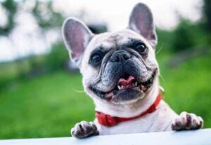 Australsk Bulldog: En charmerende bulldog med unik charme