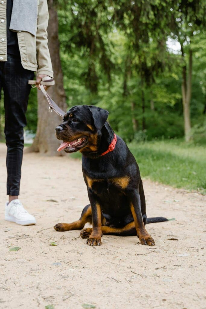 Rottweiler: En stærk og loyal hunderace