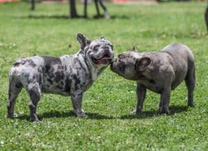 Amerikansk Bulldog vs. Fransk Bulldog: Forskelle og ligheder 