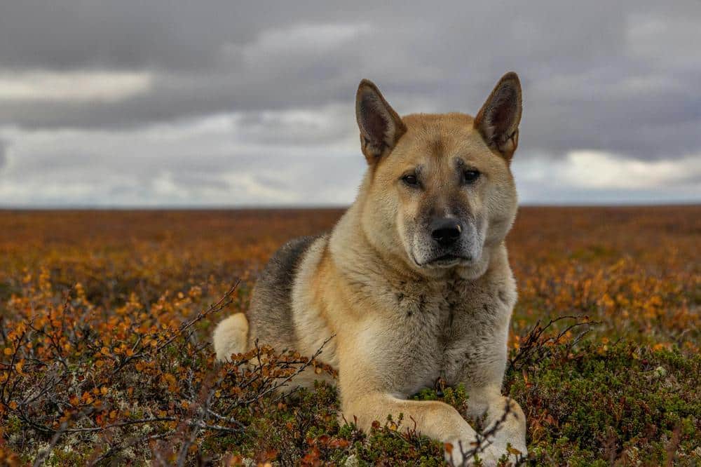 Amerikansk Akita: En majestætisk og loyal følgesvend