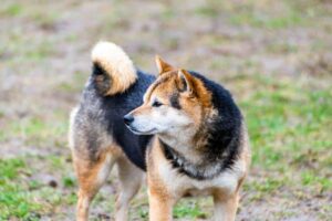 Shibaens historie