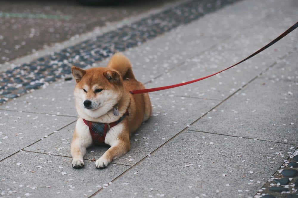 Shibaen: Mød Japans lille kæmpe