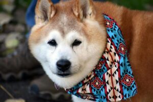 Shibaens udseende