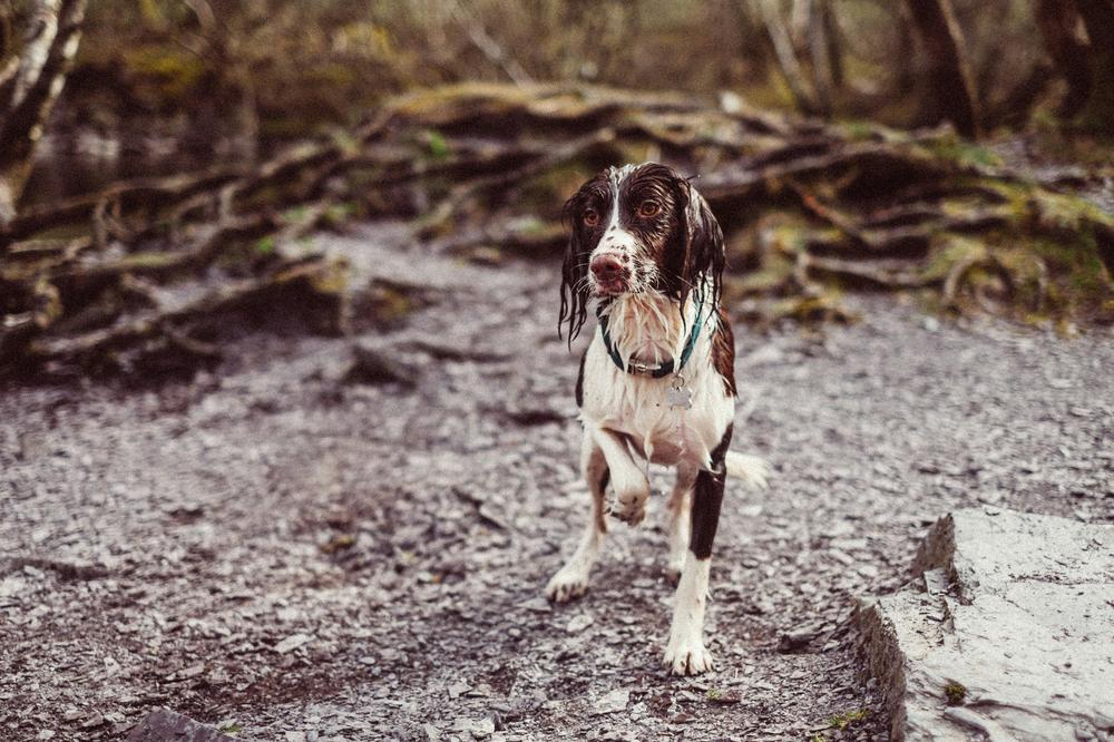 Hund der står og er gennemblødt