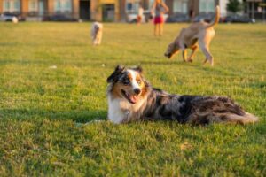 Hund i park