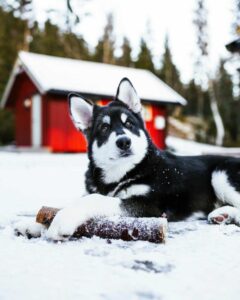 Alaskan Malamute