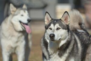 Alaskan Malamute hunderacen