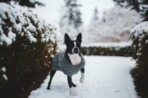 Boston Terrier