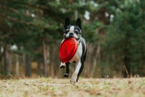 Boston Terrier motion