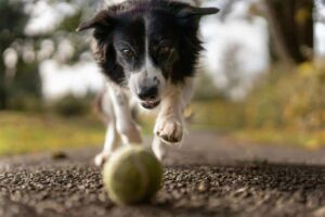 Hund og boldkast