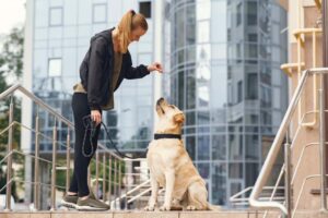 Hundetræning