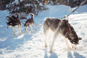 Sled dogs