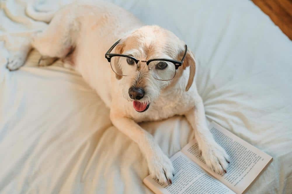 Hund og bolignyheder