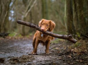 Hvorfor din hund skal have sin egen dørmåtte