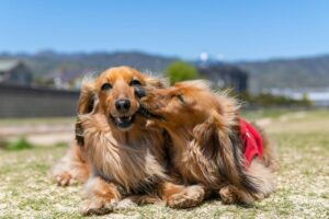 Forsikring til hunde