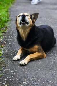 Giv din hund plads til at vokse – både fysisk og mentalt